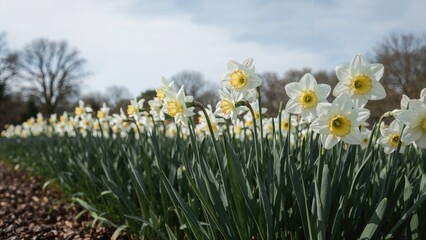 Blooming White Daffodils In Rows. Botany Gardening Concept. Springtime Flowers.