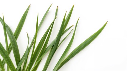 Obraz premium Long green leaves of daffodils or primroses, isolated on a white background