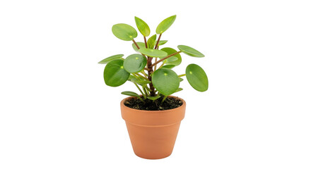 Pilea peperomioides plant in a terracotta pot isolated on transparent background