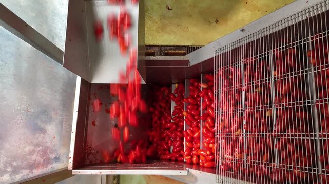 drone, interni di stabilimento lavorazione di conserve di pomodoro