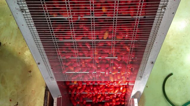 drone, interni di stabilimento lavorazione di conserve di pomodoro