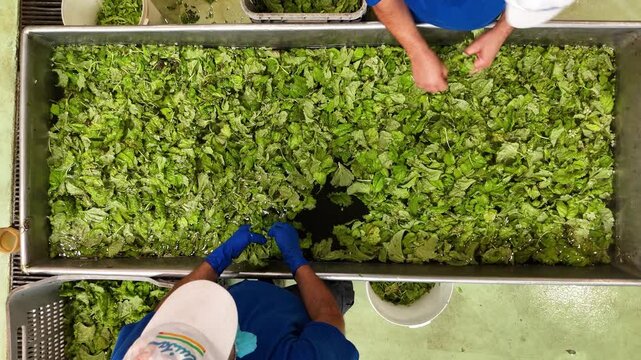 drone, interni di stabilimento lavorazione di conserve di pomodoro, operai selezionano basilico