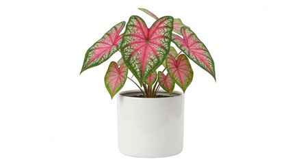 Caladium plant in a white pot isolated on transparent background for decoration