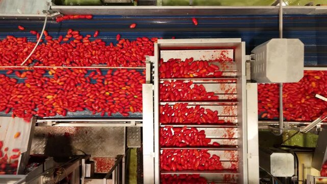 drone, interni di stabilimento lavorazione di conserve di pomodoro