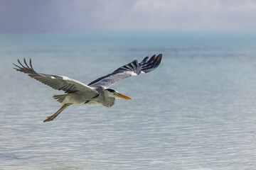 Best Gorgeous Grey Heron Portrait Flying Tropical Ocean Lagoon Background. Top Wildlife Bird Flight Exotic Nature Seascape Popular Travel Destination Perfect Summer Scenic Soft Morning Sunlight