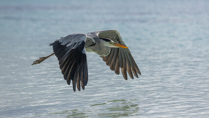 Best Gorgeous Grey Heron Portrait Flying Tropical Ocean Lagoon Background. Top Wildlife Bird Flight Exotic Nature Seascape Popular Travel Destination Perfect Summer Scenic Soft Morning Sunlight