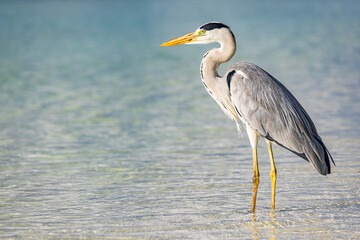 Best Gorgeous Grey Heron Portrait Standing Hunting Tropical Beautiful Ocean Lagoon Background. Top Wildlife Bird Exotic Nature Seascape Popular Morning Sunlight Perfect Travel Destination Scenic