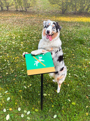 Aussie Australian Shepherd dog in blue marble color and different eye color stands in the park on a sign. you can't walk the dog here vertical photo