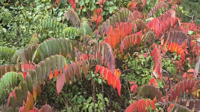 Close-up of sumac branches with vibrant autumn leaves transitioning from green to red. Set in a forest with soft sunlight and a winding path, this image captures seasonal beauty and natural detail.