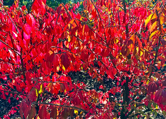 Close-up of bright red autumn foliage of a shrub in the rays of sunlight. The concept of a vanishing nature.