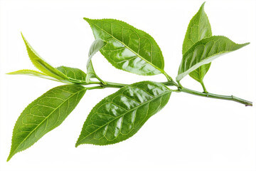 Obraz premium Vibrant Tea Leaves Macro Fresh Spring Growth Greenery Closeup Nature Photography Herbal Plant