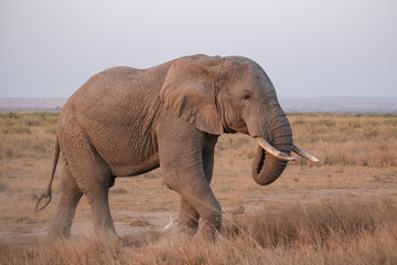 African Elephant in Amboseli National Park