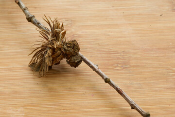 Andricus foecundatrix, Oak artichoke gall found on oak tree in Nidderdale, North Yorkshire