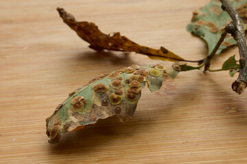 Common Spangle Gall on oak leaves found on an Oak in Nidderdale, North Yorkshire
