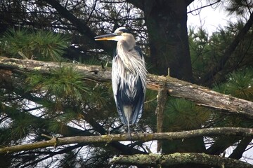 Close-up of a Great Blue Heron perched in a tree above a lake on an Autumn day in Southeastern Wisconsin.