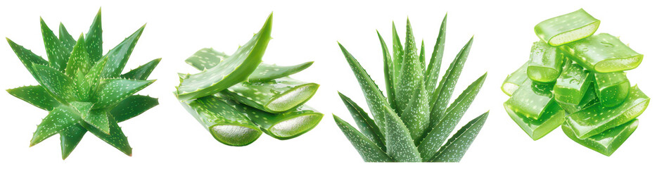 Aloe Vera Freshness: Close-up of Aloe vera plants and cut leaves, illustrating the succulent plant's juicy, translucent gel, showcasing its natural freshness and medicinal properties.