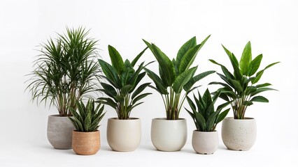 Five potted plants, including palm and rubber plants, in neutral pots. Indoor plants, potted greenery, and decorative foliage in a row. Potted plant elements isolated on white background.