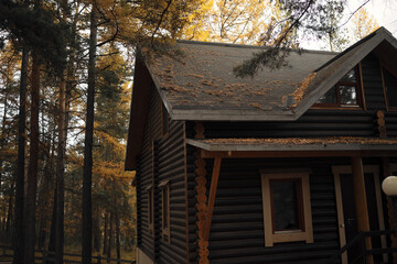 Wooden log house with dry pine needles and autumn leaves on the roof surrounded by tall trees in a quiet forest resort, calm countryside atmosphere in fall season.