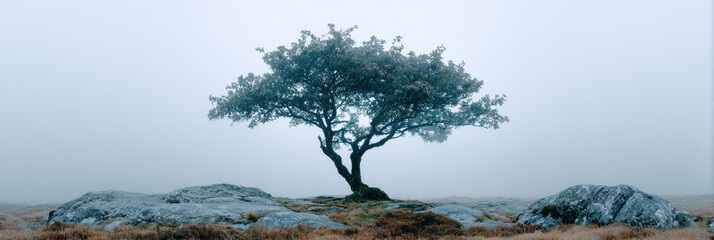 Solitary tree standing alone on hill with rock in foggy landscape. Moody, serene nature scenery with mist creating tranquil and atmospheric feeling of peace and solitude