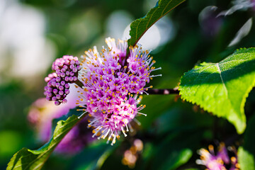 A close-up view of the pink purple flowers of the beautyberry bush (Callicarpa bodinieri) surrounded by green leaves. 