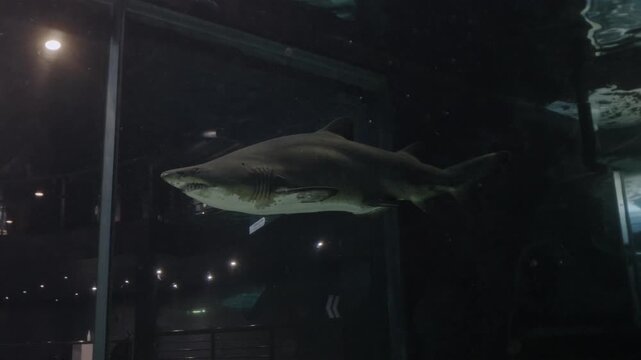 A sand shark glides gracefully in the Cape Town Oceanarium, appearing to levitate in crystal-clear water filled with soft light, captured from inside the tank as if floating beside this majestic