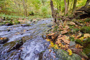 a mountain stream through the autumn forest
