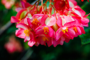 Bright pink flowers hang gracefully in a lush garden during the warm afternoon of spring