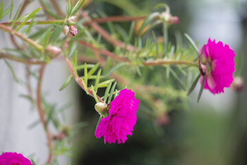 Vibrant pink flowers with green foliage, showcasing their delicate beauty in a natural setting.