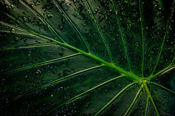Close-up of a green leaf with water droplets glistening in soft light showcasing nature’s details