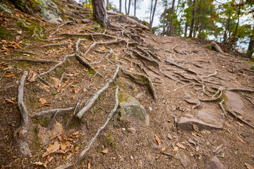 a mountain trail through the forest among trees, rocks and roots