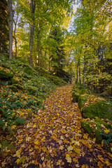 a mountain trail through the forest among trees, rocks and roots