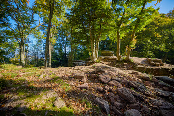a mountain trail through the forest among trees, rocks and roots