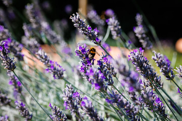 Bees gather nectar from blooming lavender in a sunny garden during summer