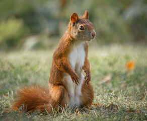 Eichhörnchen sitzt aufrecht auf der Wiese