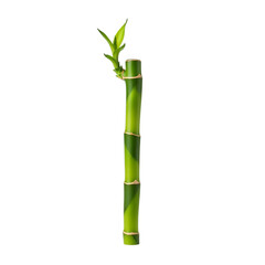 Fototapeta premium Bamboo stalk with leaves isolated on transparent background, natural tropical plant for organic visuals 