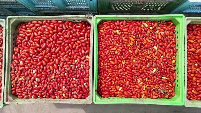 drone vista di casse di pomodori in stabilimento di lavorazione del pomodoro
