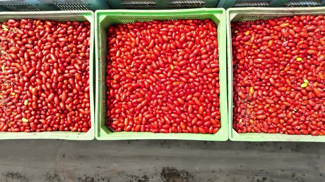 drone vista di casse di pomodori in stabilimento di lavorazione del pomodoro
