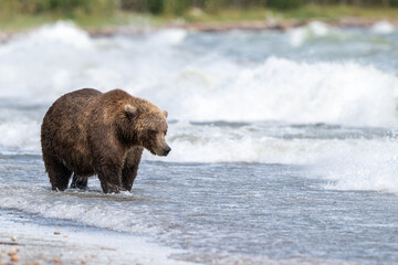 Alaskan brown bear searching for salmon in Naknek Lake