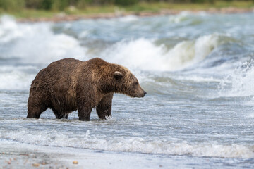 Alaskan brown bear searching for salmon in Naknek Lake
