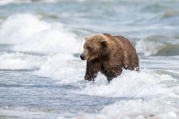 Alaskan brown bear searching for salmon in Naknek Lake