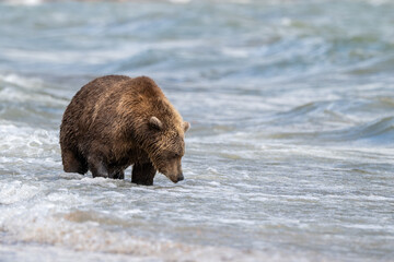 Alaskan brown bear searching for salmon in Naknek Lake