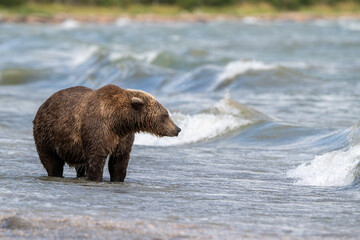 Alaskan brown bear searching for salmon in Naknek Lake