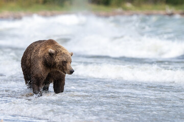 Alaskan brown bear searching for salmon in Naknek Lake