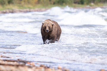 Alaskan brown bear searching for salmon in Naknek Lake