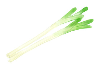 採れたてで新鮮で美味しそうな白ネギの手描き水彩イラスト