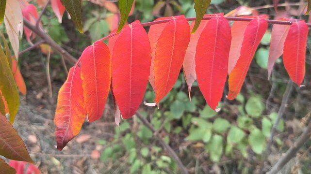 Close-up of sumac branches with vibrant autumn leaves transitioning from green to red. Set in a forest with soft sunlight and a winding path, this image captures seasonal beauty and natural detail.