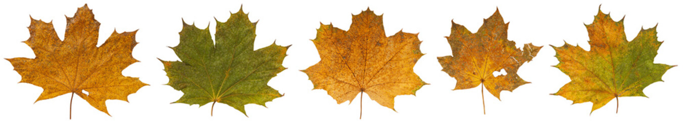 Set of autumn leaves isolated on white background. High resolution.