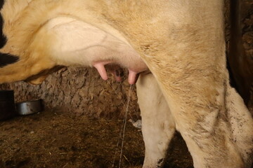 Milk leaks spontaneously from all four teats of a cow’s udder with light touch. This rare behavior shows strong maternal instinct, though considered a flaw in dairy farming due to milk waste.