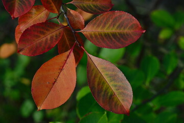 Jesienne kolory w lesie.