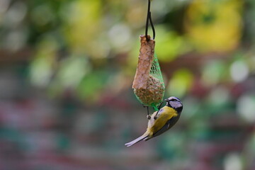Sikorka. Pięknie  ubarwiony ptak przydomowy. Poland.